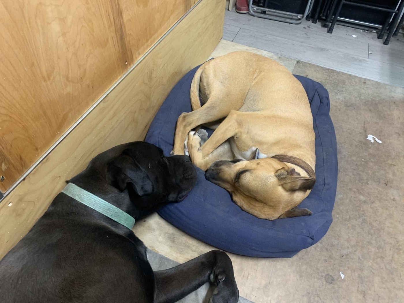 Iris and Otis, off duty